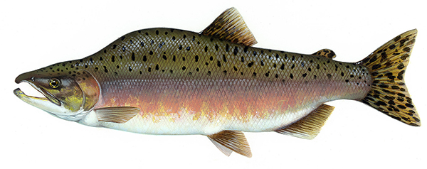 Горбуша водится в холодных водах, предпочитает температуру от 5,6 до 14,6°С при оптимальной температуре в 10,1°С. При температуре в 25,8°С рыба погибает. Горбуша водится в прибрежных водах Тихого и Северного Ледовитого океанов, от реки Сакраменто в Северной Калифорнии до реки Маккензи в Канаде и от реки Лена в Сибири до Кореи. В Азии распространена вплоть до Хонсю на юге. В своё время горбуша была завезена в Великие озёра и успешно там прижилась. Она является единственным видом лососёвых, успешно прижившимся в полностью пресноводной среде. В самих Великих озёрах горбуша часто встречается в озере Верхнем и довольно редко — в озере Мичиган. А также неплохо прижилась на Кольском полуострове.