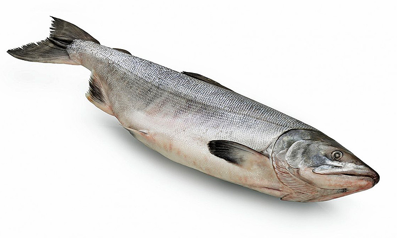 Штучная заморозка рыбы оптовая продажа со склада в Москве 