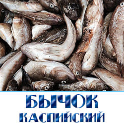 Бычок свежемороженый оптом с доставкой по Московской области 