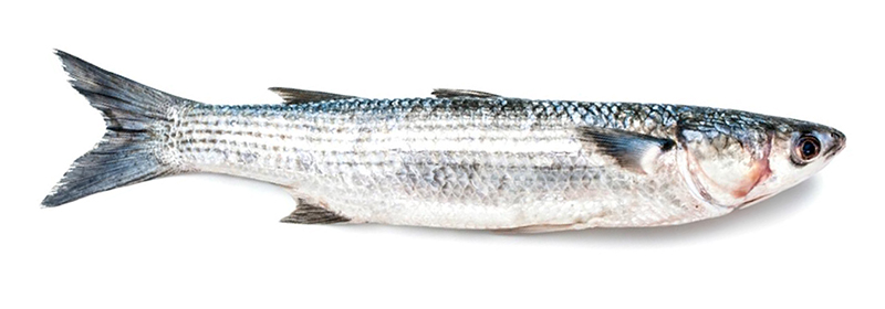 Кефаль, или кефаль серая (лат. Mugil) — морская рыба семейства кефалевых. Род насчитывает множество различных видов, например, кефаль-лобан, которая обитает в Черном, а также в Японском море. Рыбу можно встретить в морях субтропических и тропических регионов. Некоторые виды обитают в пресных водах — преимущественно в Восточной Азии, Австралии и Новой Зеландии.  В длину тушка кефали может достигать порядка 50 см. У нее серая блестящая чешуя, мелкий рот и необыкновенная подвижность — эти рыбы могут легко выпрыгивать из воды и даже перепрыгивать сети и заграждения. Обитать и передвигаться предпочитают стаями. Кефаль является ценным объектом промысла по всему миру, а также для любительского лова и рыболовного спорта.