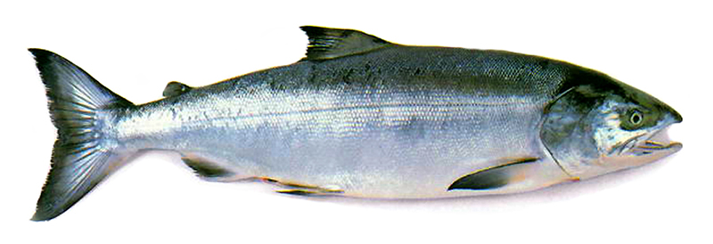 Кета охватывает очень большой ареал по сравнению с другими представителями семейства лососевых. Она обитает в бассейне, принадлежащему Северному Ледовитому океану. На нерест рыба заходит в реки: Лена, Яна, Инлигирка и Колыма. В западной акватории океана рыба встречается у Берингова пролива, а на юге она доходит до Кореи. Особенно много кеты встречается на Сахалине, Камчатке, на Курильских островах, в реках Амур и Охота.  Кета распространена и в Северной Америке. Там она встречается в реке Маккензи, которая протекает в Канаде, а также в заливе Монтерей, которое находится в Калифорнии. Различают летнюю и осеннюю формы. Первая не имеет промыслового значения.