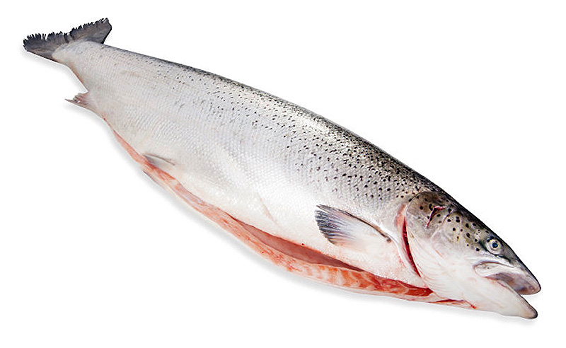 Кета псг  потрашеная с головой купить по оптовой цене со склада недорго 