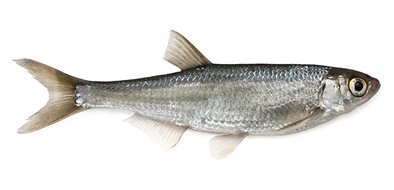  килька – это не «имя», а собирательное название небольшого размера стайных рыб с серебристым оттенком семейства Сельдевых. На брюшке рыбы должны обязательно присутствовать шиповатые чешуйки, которые помогают ей «спрятаться» в глубине, а также делают тело рыбы более обтекаемым. Благодаря этим чешуйкам, которые по форме напоминают киль корабля, рыбы и получила название «килька». Итак, килька – это европейский шпрот, а также многие разновидности тюльки (азово-черноморская, каспийская, черноморская, балтийская, арабская, абрауская и большеглазая).