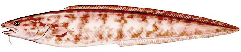 На фото — приготовленная креветочная рыба (конгрио) в винограде. Эту замечательную рыбу относят к морским угрям.  Называется креветочная рыба так из-за того, что питается моллюсками. Розовый оттенок ее пятнистой кожи, также, очень напоминает по цвету креветки. Мне очень нравится ее готовить, так как в ней только хребет, а костей практически нет. Пабло Неруда восхищался вкусом этой рыбы и даже написал оду: Oda al Caldillo de Congrio. В ней он сравнил креветочную рыбу с драгоценностью, посланную небом.  Кроме похлебки, креветочную рыбу можно приготовить в винограде. Для этого ее надо хорошо промыть, снять слизь со шкуры, почистить. Затем обсушить бумажным полотенцем. Если есть желание, то толстую кожу можно снять (это делается очень легко), останется сочная снежная мякоть. Можно кожу оставить и подать готовую рыбу вместе с кожей; в этом случае она будет смотреться на блюде весьма эффектно. Нарезать на большие порционные куски.