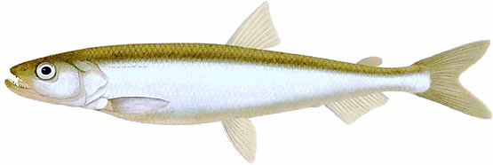 Корюшка водится в северных морях Старого Света: Ледовитом, Белом, Балтийском и Немецком. Это главное ее местообитание, но, кроме того, она встречается в очень многих больших и глубоких озерах Северо-Западной России и Швеции.  Корюшка ходит всегда очень большими табунами. Обыкновенно она живет на глубоких песчаных местах моря или озера, но для метания икры вступает в реки, хотя редко поднимается по ним очень высоко и избегает быстрого течения. Пища ее состоит из различных мелких животных, исключительно небольших рачков: дафний, циприсов, циклопов, но крупная корюшка едва ли не кормится исключительно молодью других рыб или даже собственною; на хищность этой рыбы указывают и острые зубы ее. По Кесслеру, эта наклонность крупных рыбок к пожиранию мелких рыбешек своего же племени замечается в особенности в таких озерах, где нет другой, более подходящей пищи, напр, в Валдайском озере. Корюшка весьма прожорлива, и случается находить в желудке семидюймовой рыбы трехвершковую. 