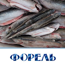 Купить форель свежемороженую по оптовой цене с доставкой 