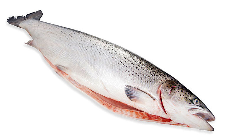 Форель свежемороженая оптовая  цена за кг в Москве 