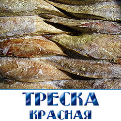 Треска красная купить недорого по оптовой цене с доставкой по Московской области. 