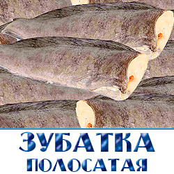 Полосатая зубатка купить  по оптовой цене со склада в Московской области недорого 