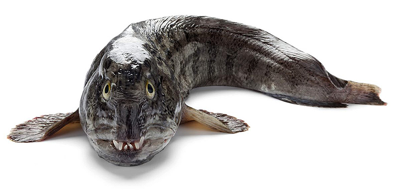 Зубатка полосатая отзывы  вкусовые качества продажа оптом цены 