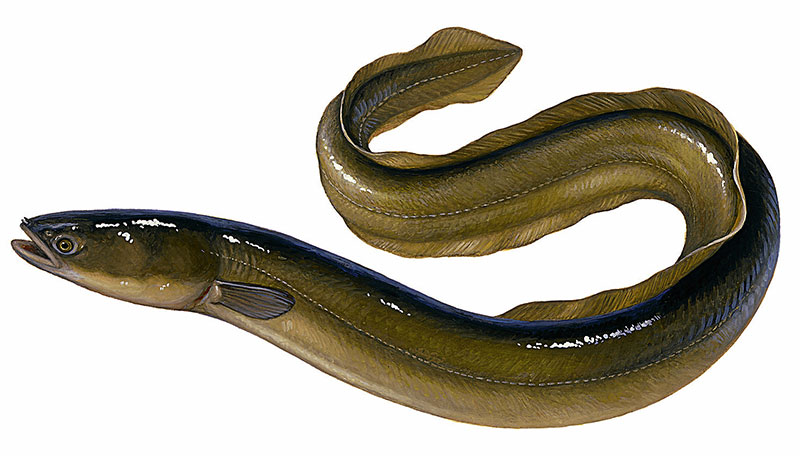 Угорь свежезамороженный  купить оптом  в Москве