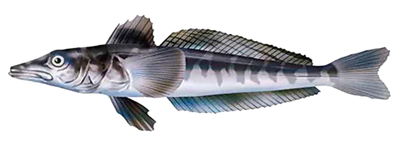 Её еще называют обыкновенная белокровная щука, щуковидная белокровка. Самое интересное, что у ледяной рыбы кровь не красного цвета, а бесцветная и в ней нет гемоглобина и эритроцитов. Холодные воды Антарктики (Южная Америка и Антарктида)– это её родной дом. Они обитают в глубинах до 700 метров и неплохо себя чувствуют. Температура воды -1, -2 градуса, а ей нипочём. Дело в том, что при низких температурах увеличивается вязкость крови, поэтому у этой рыбы сводится на нет эритроциты и гемоглобин. Иными словами ледяная рыба адаптировалась к жизни в такой среде. Только большое сердце делает в минуту в несколько раз ударов больше, чем у других рыб. Это способствует быстрой циркуляции крови. Кислород рыба получает из воды через кожу.