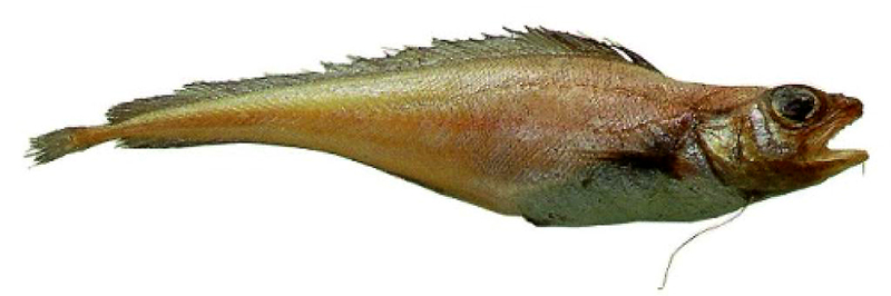 ЛЕМОНЕМА длинноперая — эндемичный северотихоокеанский представитель моровых рыб, широко распространенный в северо-западной части Тихого океана от берегов Японии и южной части Охотского моря на север до Берингова моря. Единично встречается в заливе Аляска. Однако многочисленна лемонема только у Японских и Курильских островов. Придонно-пелагический вид, обитающий на глубинах 200–2000 метров. У нас на кухне появляется в мороженном воде.  НЕ путайте рыбу лимонелла с растением LIMONELLA (Лимонелла) Лимитта  Лемонелла (Laemonema longipes, лемонема)  Рыба-путешественник: мигрирует на значительные расстояния. Питается ракообразными, мелкой рыбой и кальмарами,Длина лемонемы достигает 72 см, масса тела — 1400 г, живет 17 лет. Ее низкокалорийное мясо годится для тех, кто сидит на диете.  Лемонеме свойственны протяженные миграции. Нерест ее происходит южнее острова Хонсю, где в конце зимы – начале весны сосредоточиваются практически все половозрелые особи. По окончании нереста, в апреле-мае, лемонема начинает смещаться вдоль острова Хонсю на север. Основные ее скопления в это время концентрируются на глубинах менее 500 метров. К концу июня половозрелые рыбы сосредоточиваются у восточного побережья Хоккайдо.