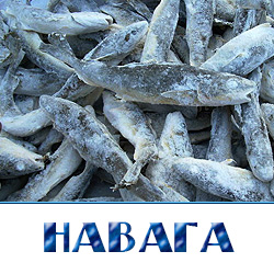 Купить свежемороженую навагу оптом в Истринском районе