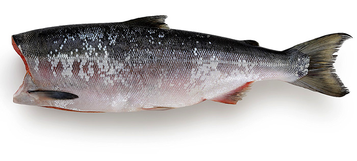 Нерка пбг купить оптом в Москве 