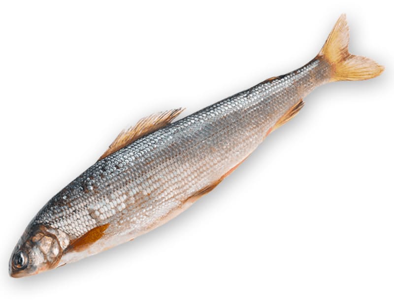 Купить омуля оптом с доставкой недорого. 