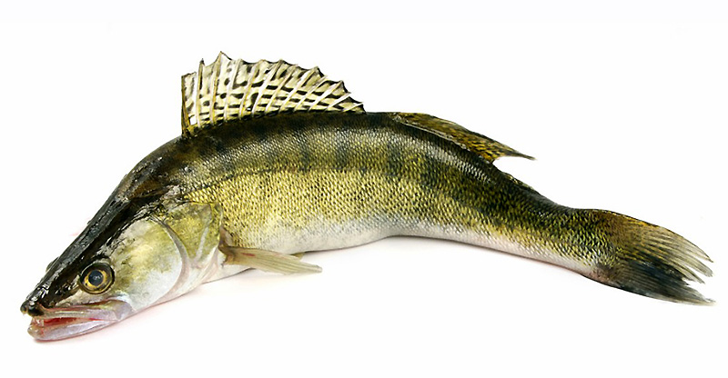 Судак оптовая цена 