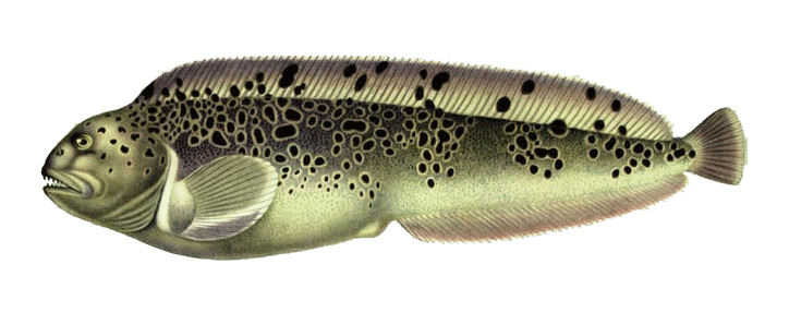 Зубатка относится к отряду Окунеобразные. Эта морская рыбы предпочитает северные воды Тихого и Атлантического океанов. Зубатке хорошо подходит температурный режим этих вод не превышающий 14°С. Встречается несколько видов зубатки. Так, угревидная зубатка полюбила прибрежные воды Северной Америки, ее можно повстречать на территории от Калифорнии до Аляски. Дальневосточную зубатку можно обнаружить на северо-западе Тихого океана, в северной части Атлантического океана обитает синяя зубатка, а полосатая зубатка попадается в сети при ловле в Белом и Баренцевом морях, в прибрежных районах Ирландии и Англии и иногда в Финском заливе.