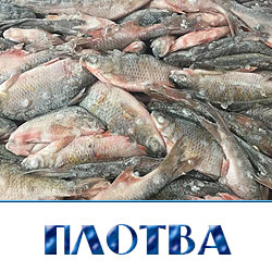 Куплю плотву свежемороженую оптом в Истринском районе 