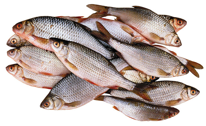 Цены на  свежемороженую плотву  на оптовом рыбном рынке в Москве 