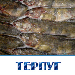 Свежемороженый  ТЕРПУГ оптом  с доставкой по Московской области 