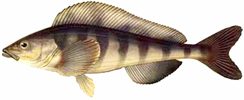 Купить терпуг оптом в Моске  на рыбной оптовой базе 