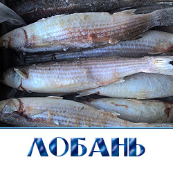 Черная кефаль купить оптом  лобань 