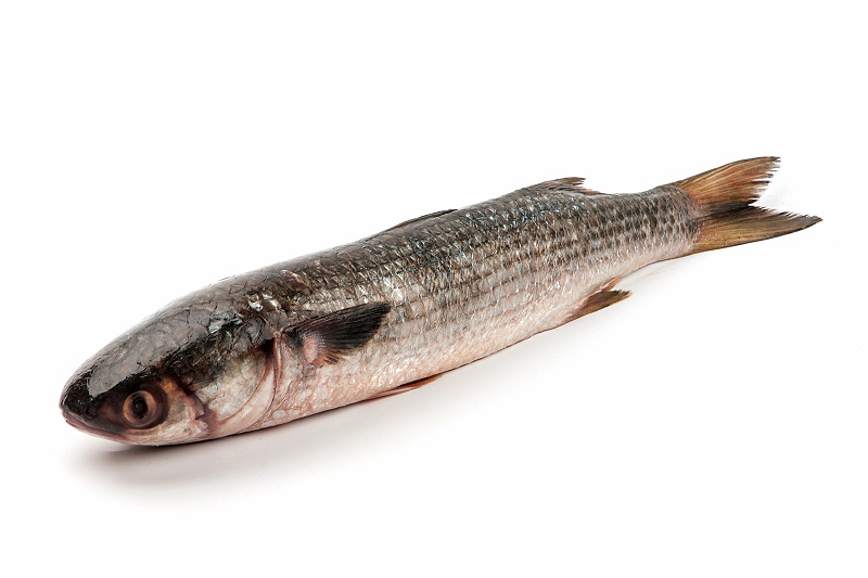 Лобань замороженая свежая оптом купить недорго 