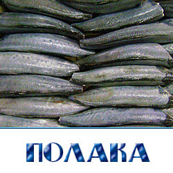 Рыба полака купить оптом с доставкой. 
