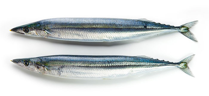 Оптовые цены на сайру в Московсокй области 