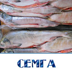 semga