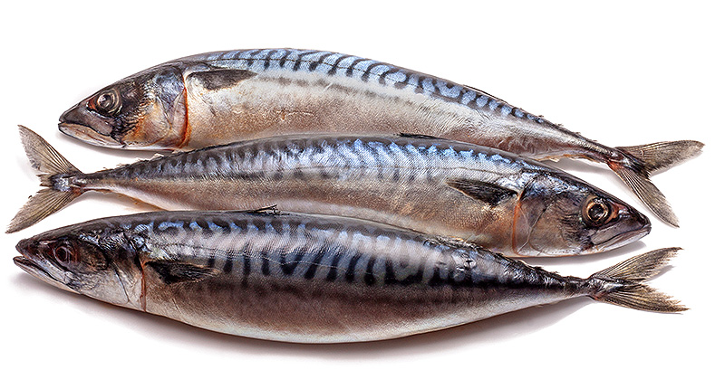 Купить скумбрию свежемороженую мелким оптом в москве