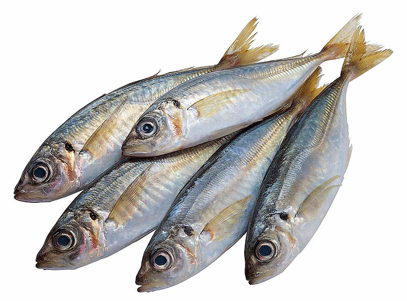 Ставрида оптом с доставкой по Московской области 