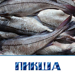 Пикша свежемороженая цена за кг 