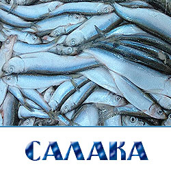 Салака свежемороженая купить оптом в Москве 