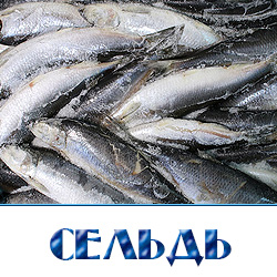 Сельдь свежемороженная по оптомым ценам от производителя в Москве 