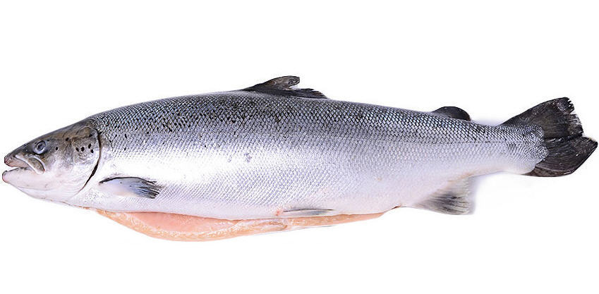 Семга свежемороженая оптом в Москве 
