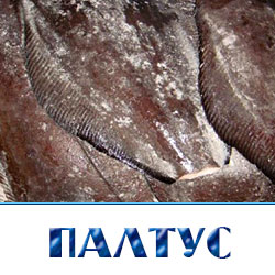 Купить палтус синекорый свежемороженый по оптовой цене в Истринском районе 
