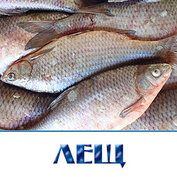 Куплю оптом леща свежемороженого 