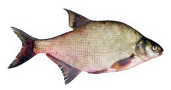 Лещ оптом цена в Московской области 