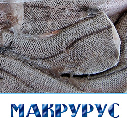 Макрурус купить по оптовой цене в Подмосковье 