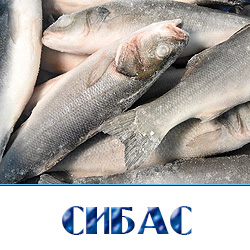 Свежемороженый сибас оптом 