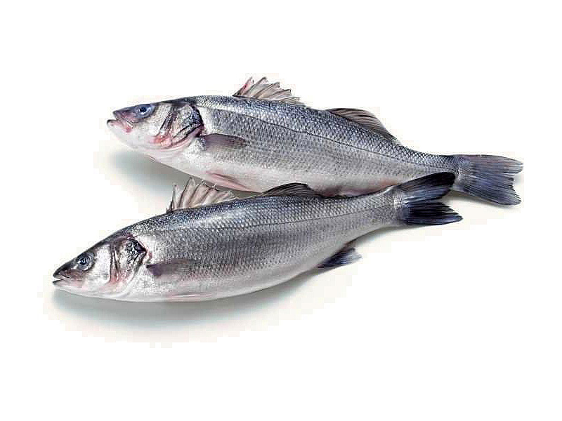 Купить сибас оптом по низким ценам  с доставкой по Московской области. 