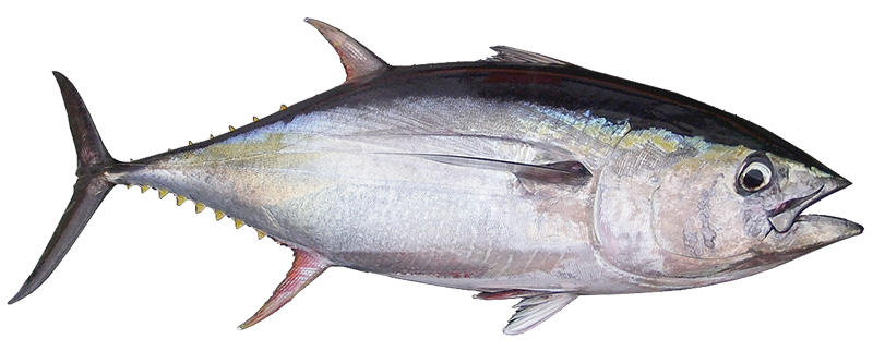 Оптовая цена  ТУНЦА в Москве 