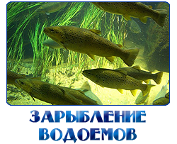 ЗАРЫБЛЕНИЕ ПОДМОСКОВНЫХ ВОДОЕМОВ