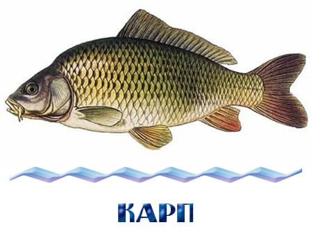 Купить малька карпа для зарыбления прудов в Московской области, оптовые партии и розница, также карась, толстолобик, амур, щука, форель, осётр, оплата при получении