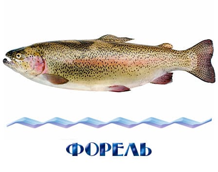 Купить форель для зарыбления недорого в Московской области — «РЫБНОЕ ИЗОБИЛИЕ». Зарыбление озер форелью Московская область, зарыбление пруда форелью. Малёк форели купить в МО, форель для платного пруда. Живая форель для рыбхоза. Склад в Истринском районе. Принимаем наличные и безнал без НДС. Самовывоз со скидкой. Прайс-лист на сайте.