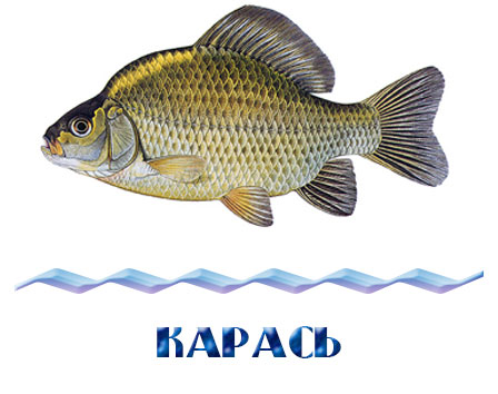 Купить карася для зарыбления в Истринском районе