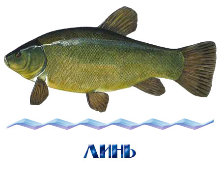 Зарыбление линем в Московской области