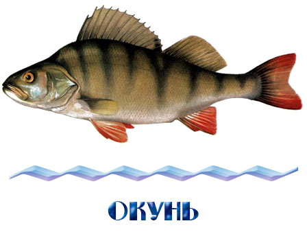 Купить окуня для зарыбления в Московской области 